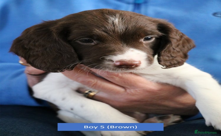 English Springer Spaniel dogs Health Tested English Springer Spaniel Puppies - Advert 1