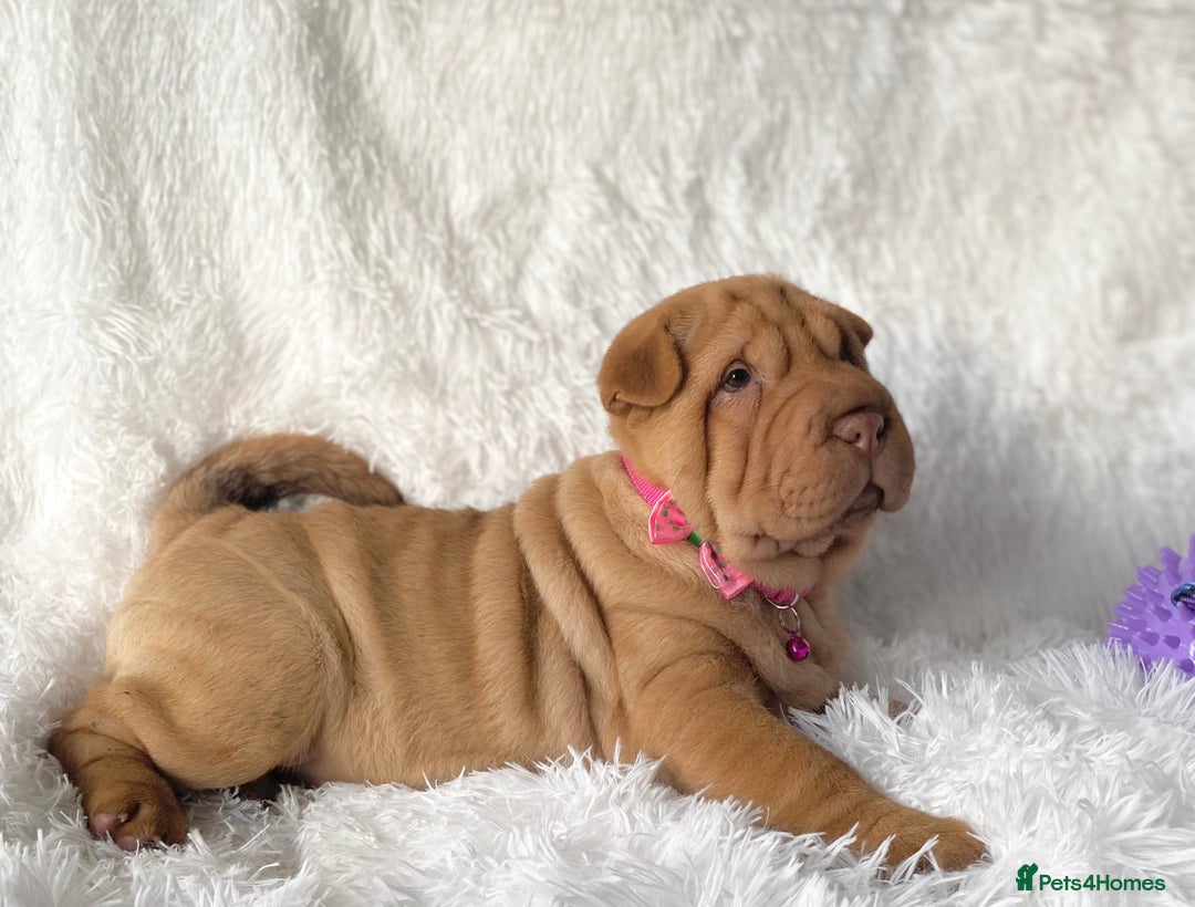 Shar Pei dogs for sale: ⭐️ Girl Shar Pei puppy For Sale ⭐️ - Advert 2