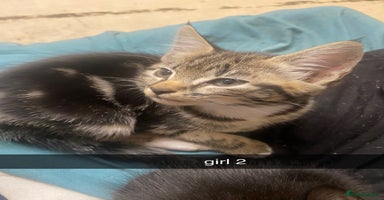 Mixed Breed cats - Advert 2