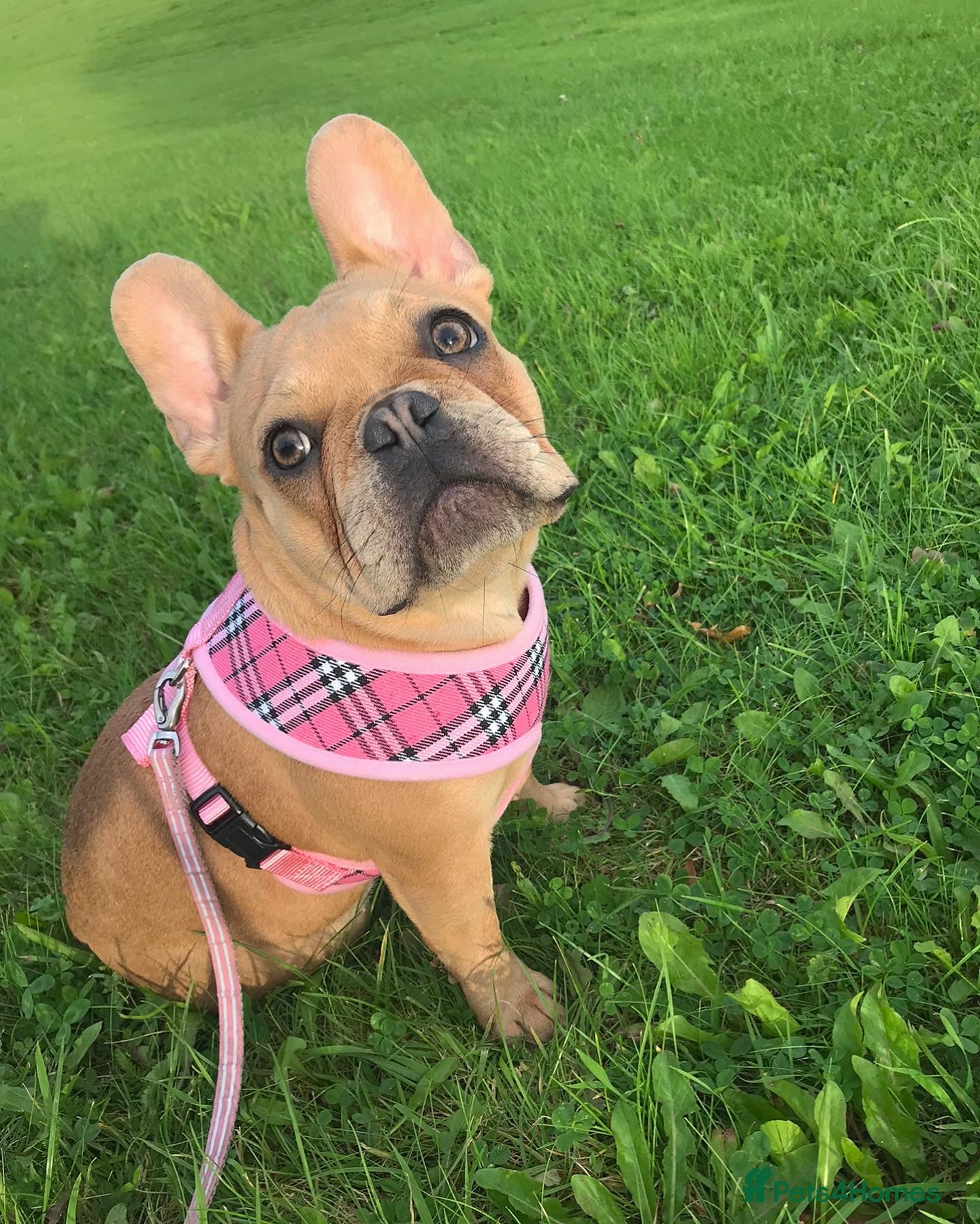 French Bulldog dogs Frenchbulldog looking for her forever home  - Advert 11