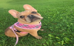 French Bulldog dogs for sale: Frenchbulldog looking for her forever home  - Image 2