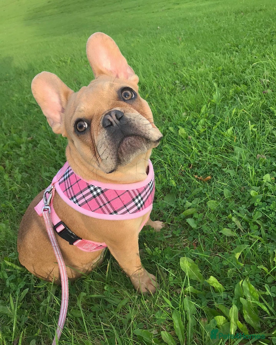 French Bulldog dogs for sale: Frenchbulldog looking for her forever home  - Image 2