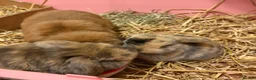Mini Lop rabbits for sale: 4 Beautiful mini lops ready 1st of April  - Advert 10
