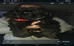 Cockapoo dogs for sale: Beautiful f1b cockapoo puppies  - Image 5