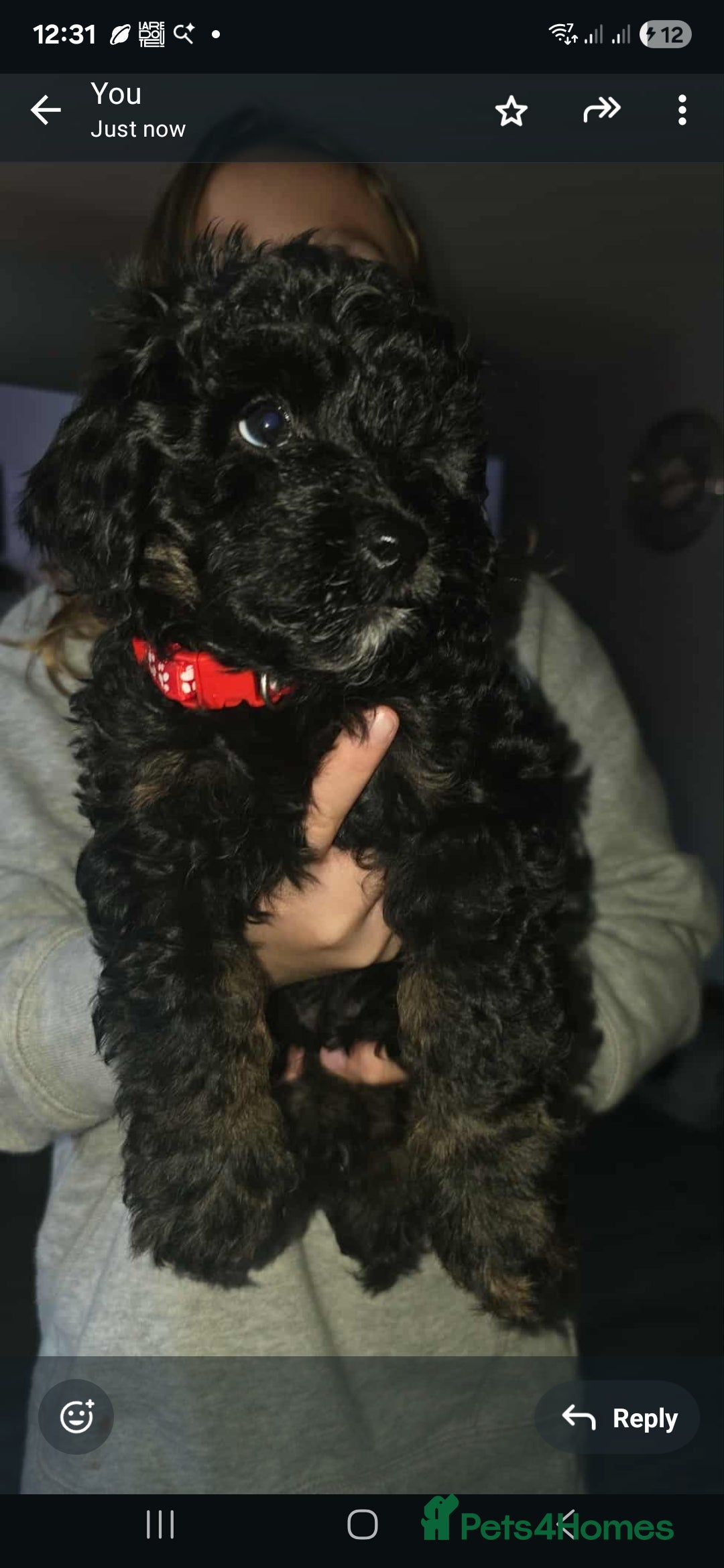 Cockapoo dogs for sale: Beautiful f1b cockapoo puppies  - Image 5