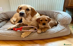 Labrador Retriever dogs for sale: Beautiful KC Reg Yellow/Fox Red Labrador puppies - Image 3
