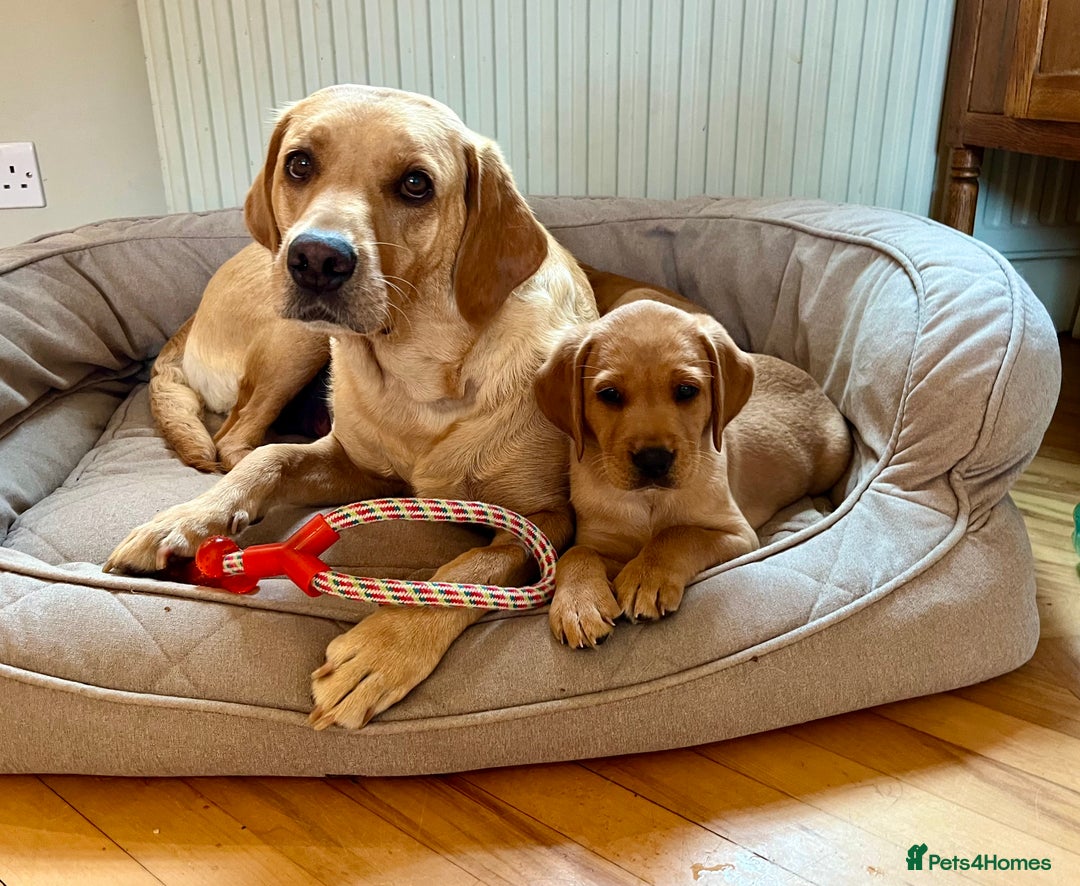 Labrador Retriever dogs for sale: Beautiful KC Reg Yellow/Fox Red Labrador puppies - Image 3