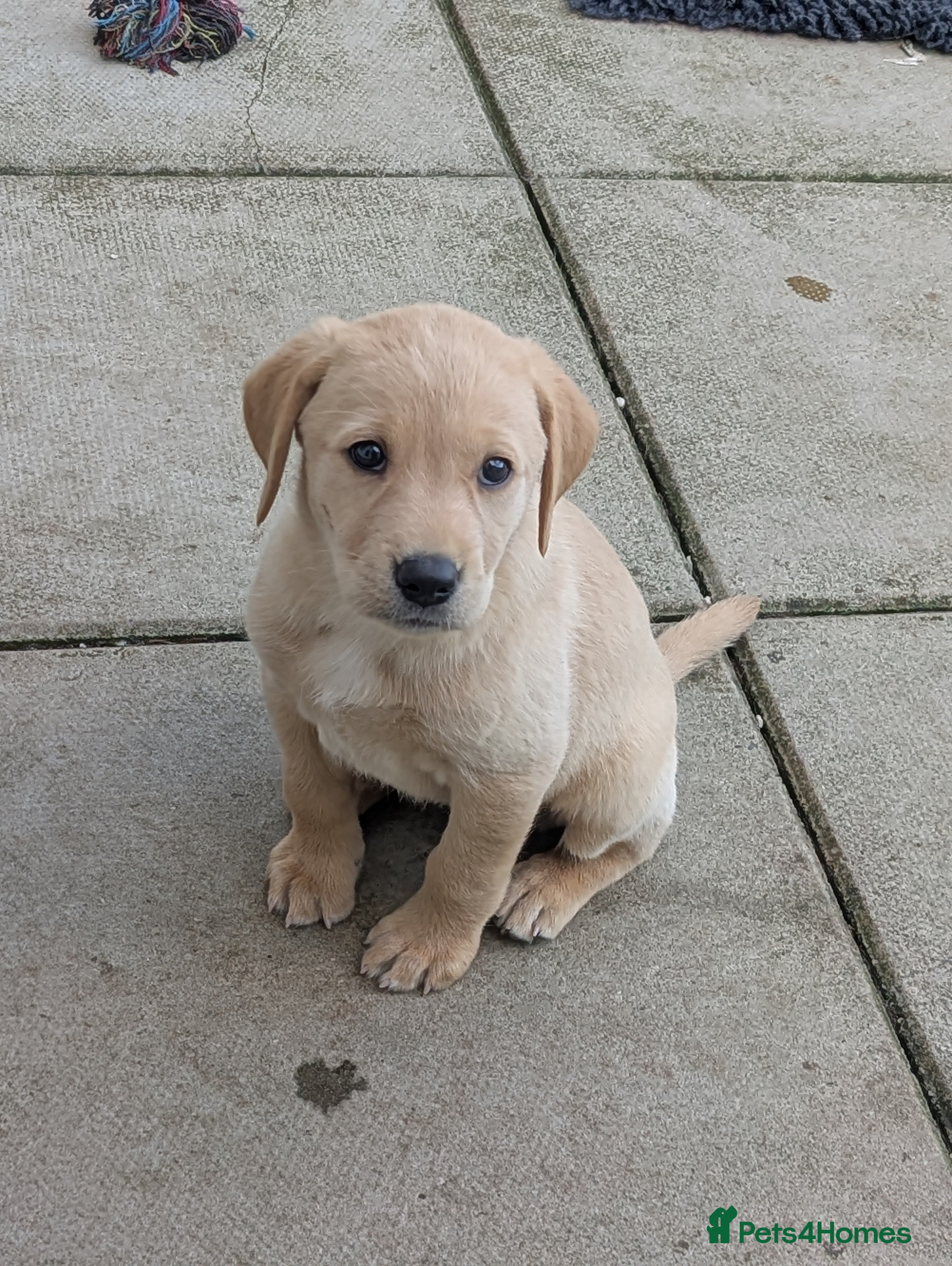 Labrador Retriever dogs Stunning, Well Bred Yellow Labrador Pups - Advert 2