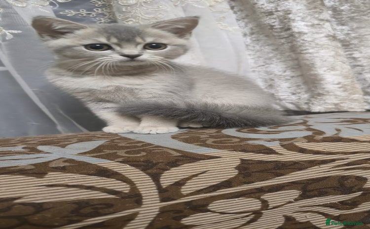 Scottish Fold cats - Advert 1