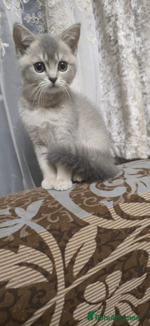 Scottish Fold cats - Advert 1