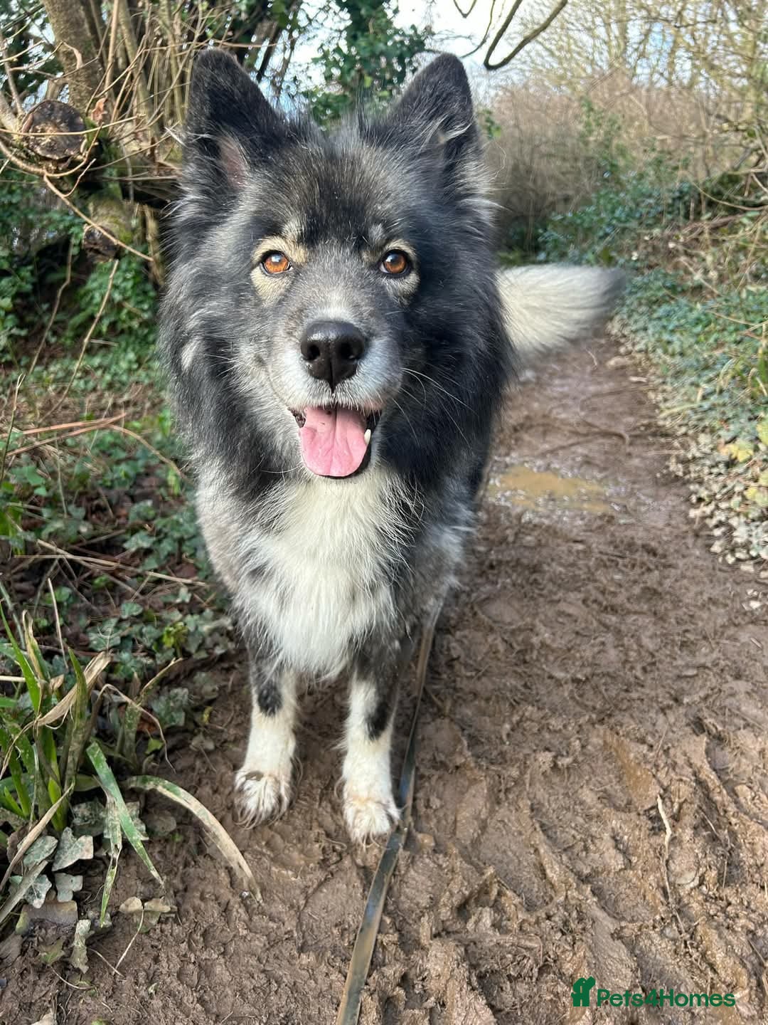 Siberian Husky dogs 8.5 year old Husky needs a new loving home - Advert 3