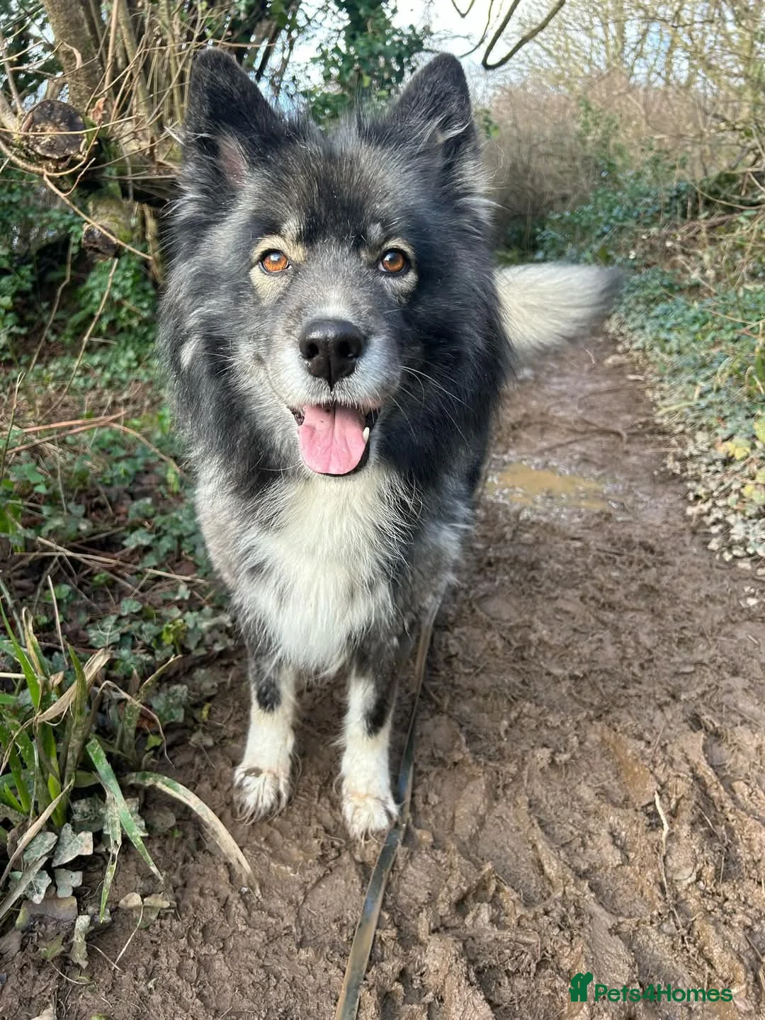 Siberian Husky dogs for sale: 8.5 year old Husky needs a new loving home - Advert 1