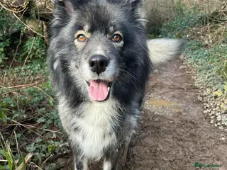 Siberian Husky dogs 8.5 year old Husky needs a new loving home - Advert 3