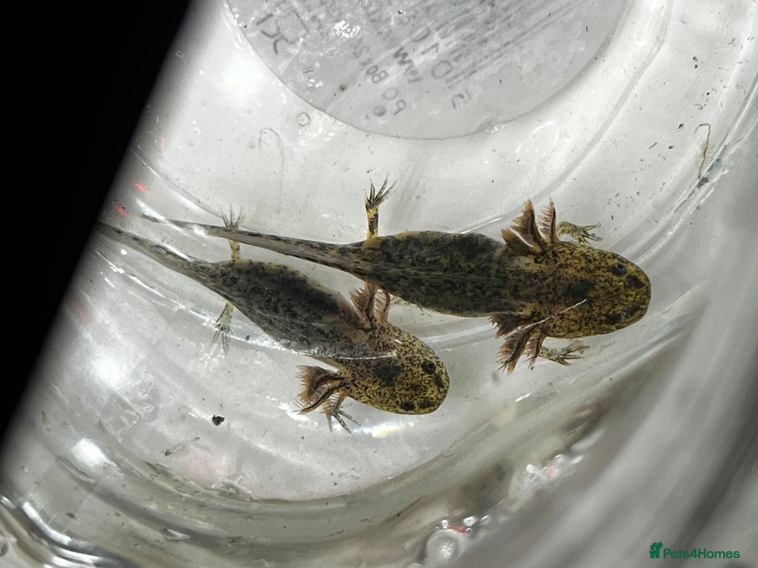 Axolotl reptiles for sale: Juvenile Axolotls - Image 5
