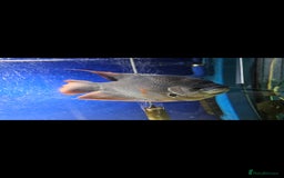 Gouramis fish for sale: Giant red tail gourami for sale  - Image 1