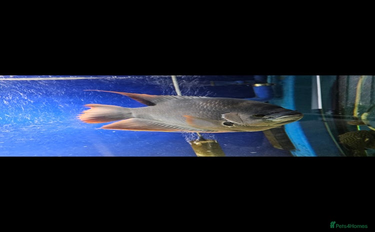 Gouramis fish - Advert 1