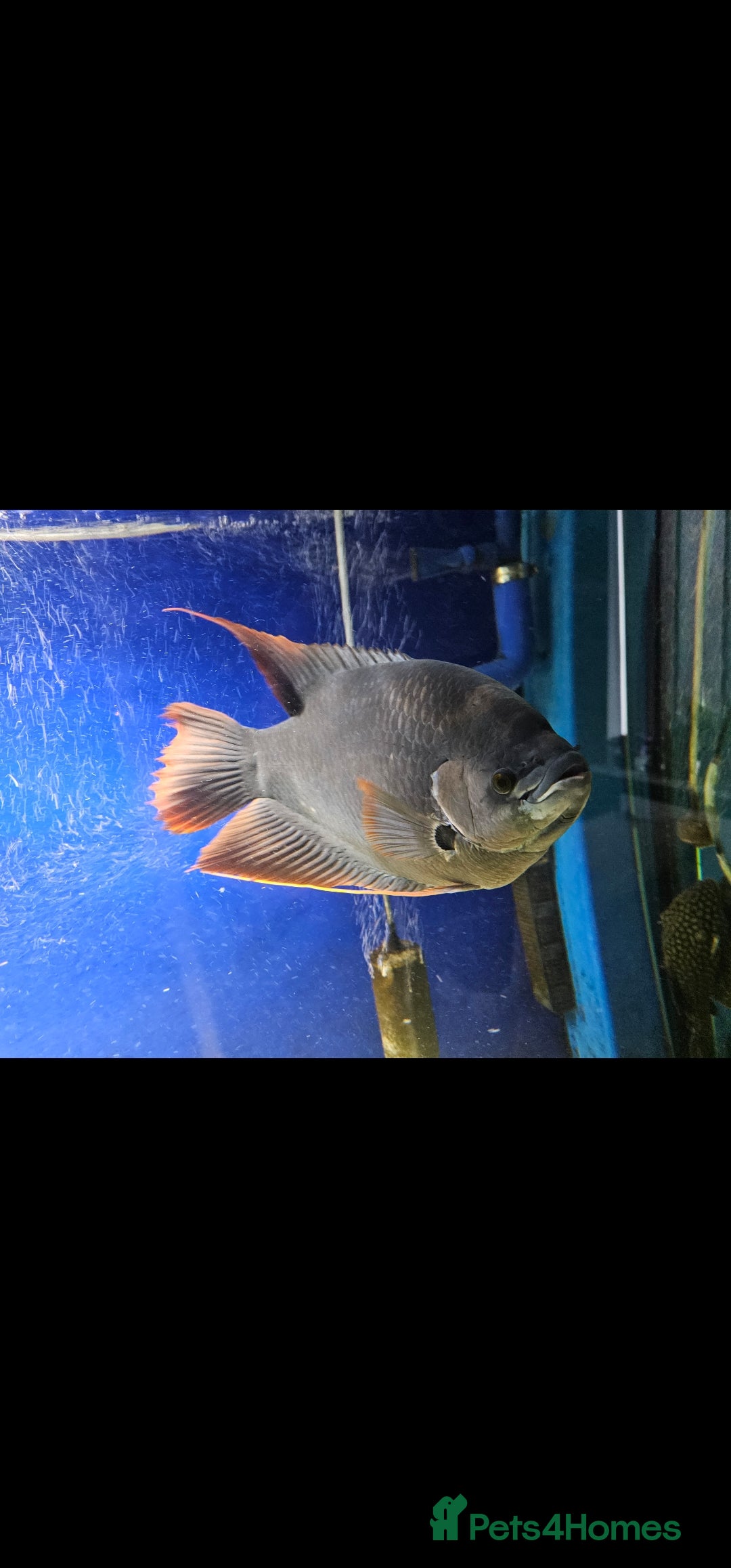 Gouramis fish for sale: Giant red tail gourami for sale  - Image 1