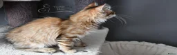 Siberian cats for sale: Siberian Kitens from Tunguska House Cattery - Advert 17