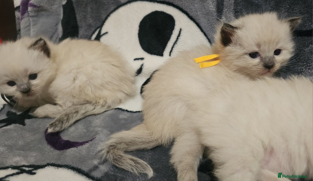 Ragdoll cats for sale: 5 Beautiful Ragdoll kittens for sale 💞 - Advert 4