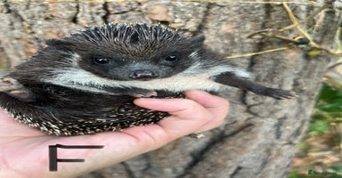 Pygmy Hedgehog rodents - Advert 5
