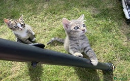 Bengal cats for sale: Three Bengal-Tabby Mix Kittens Ready for New Homes - Image 3