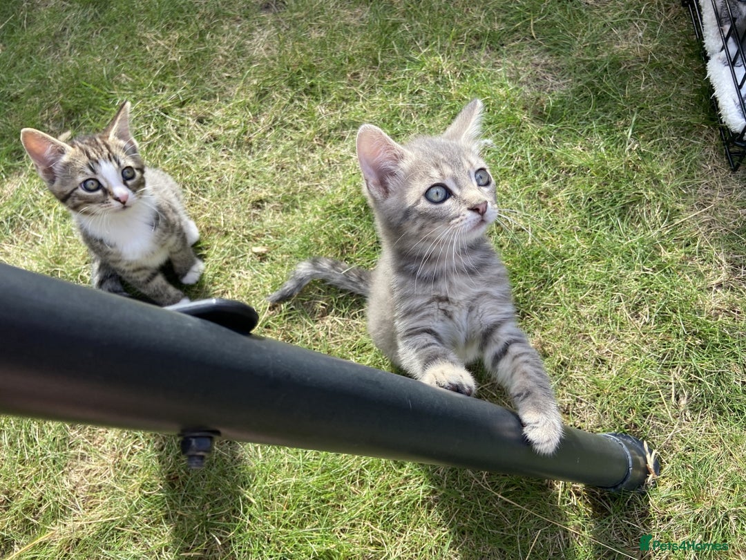 Bengal cats for sale: Three Bengal-Tabby Mix Kittens Ready for New Homes - Image 3
