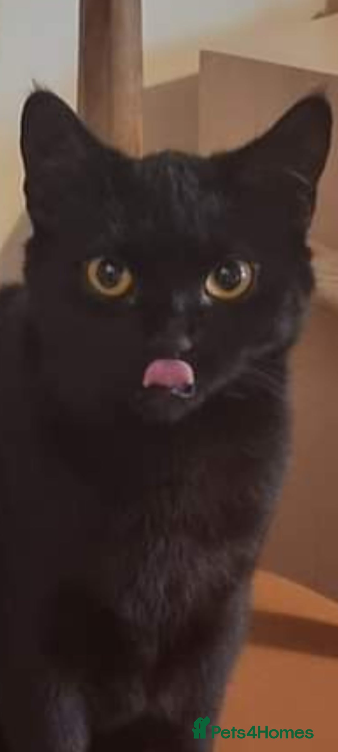 Domestic Shorthair cats for sale: 4 BLACK CATS FOR REHOME. - Advert 10