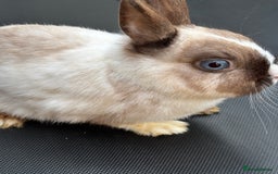 Netherland Dwarf rabbits for sale: Female and male rabbits - Image 2