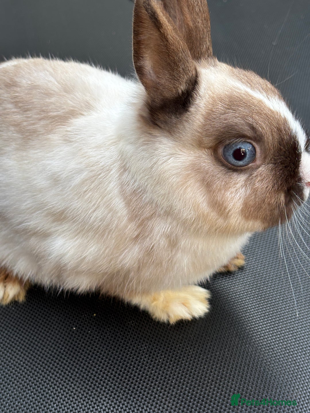 Netherland Dwarf rabbits for sale: Female and male rabbits - Image 2