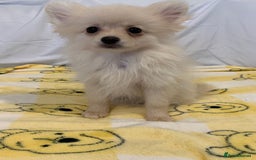 Pomeranian dogs for sale: Pomeranian  - Image 5