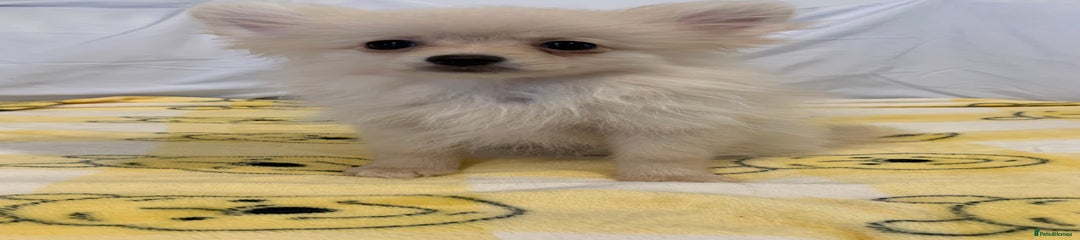 Pomeranian Puppy 2