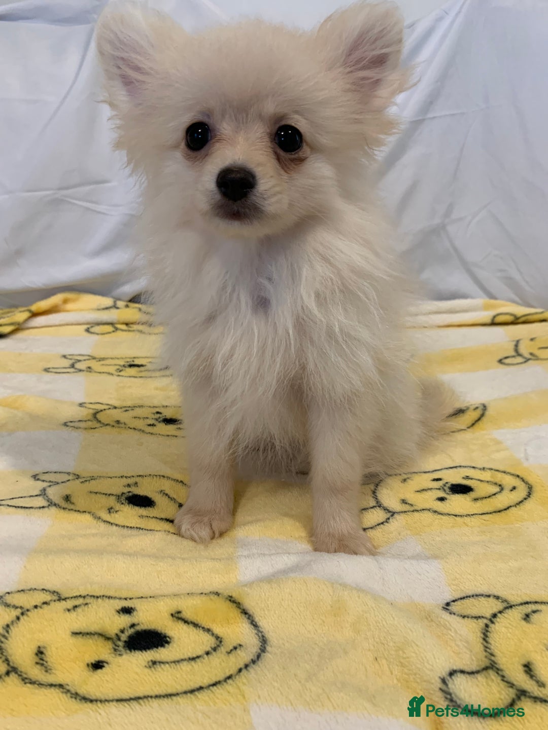 Pomeranian dogs for sale: Pomeranian  - Image 5