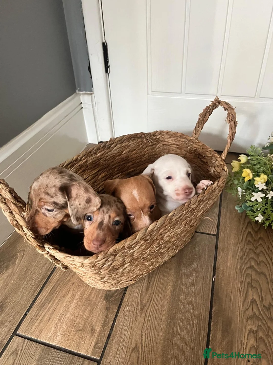 Miniature Dachshund dogs for sale: MINIATURE DACHSHUND  - Advert 1