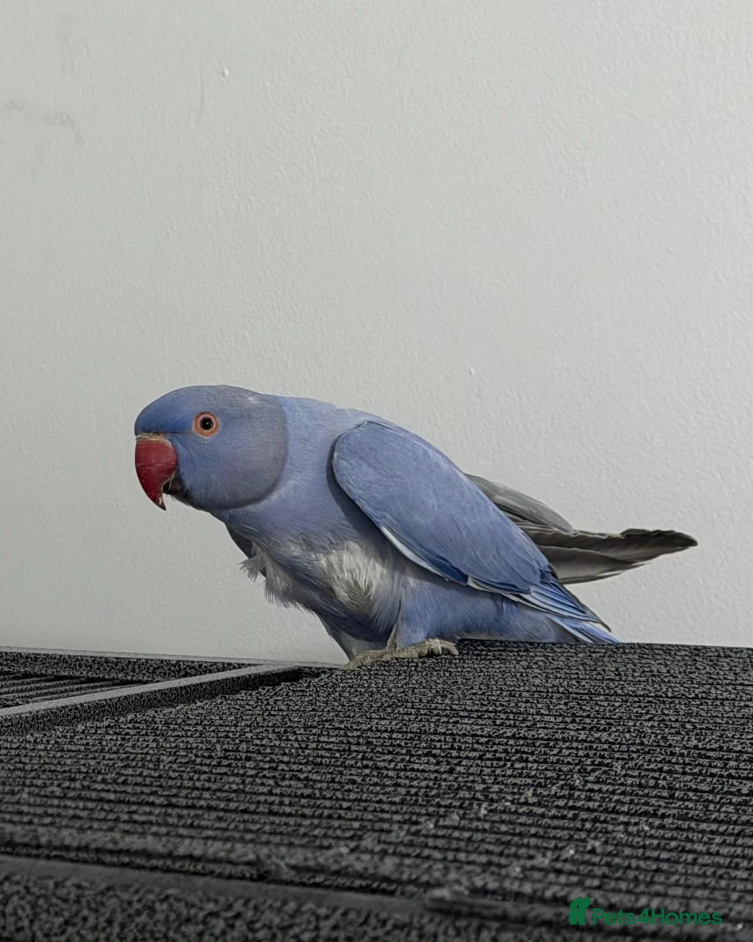 Conures birds for sale: Rare Colour Young Indian Ringneck Parrot & Conures - Advert 2