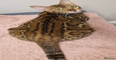 Bengal cats - Advert 11