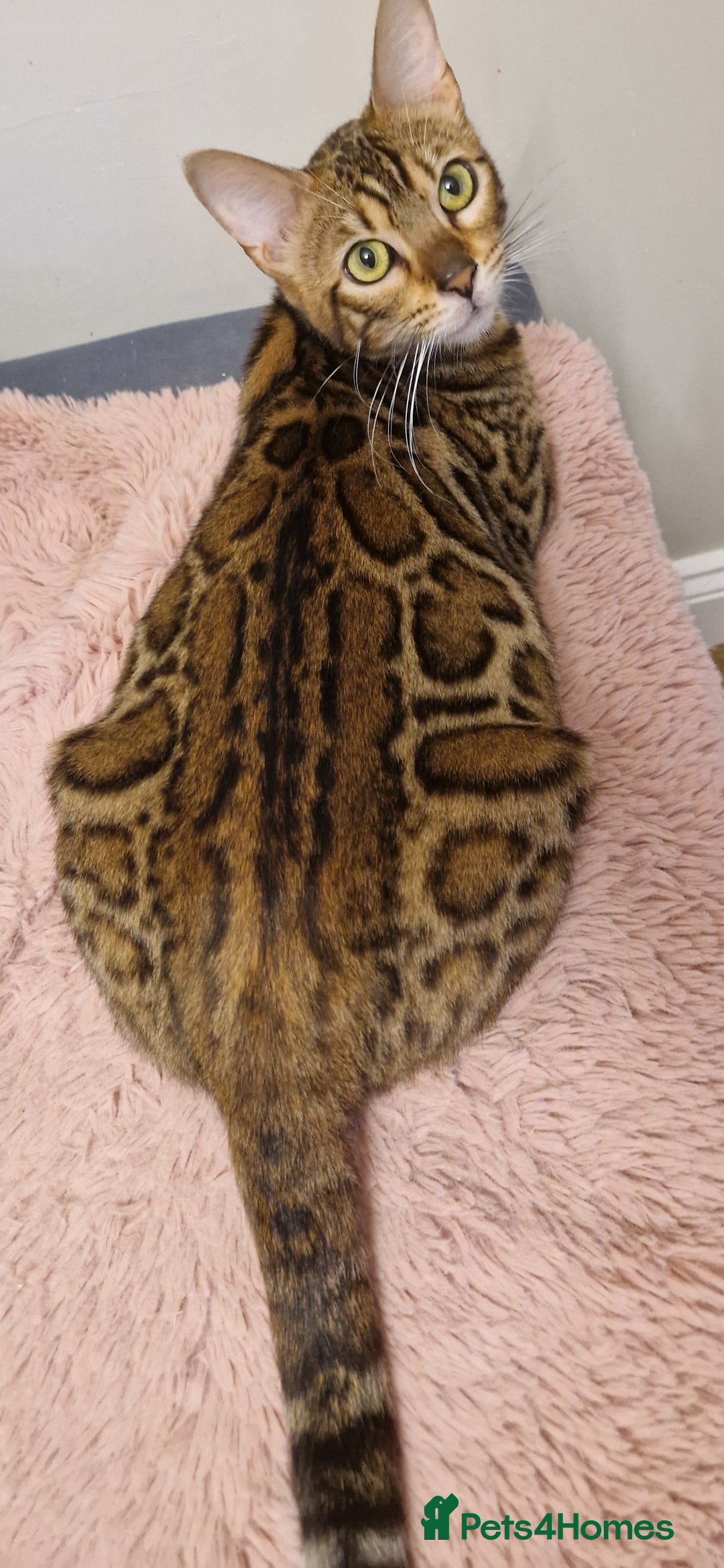 Bengal cats for sale: Beautiful lady ❤️  - Image 2