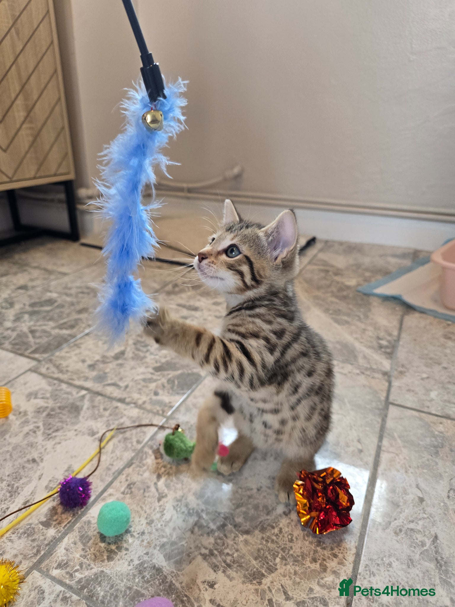 Bengal cats Male bengal kitten  - Advert 1