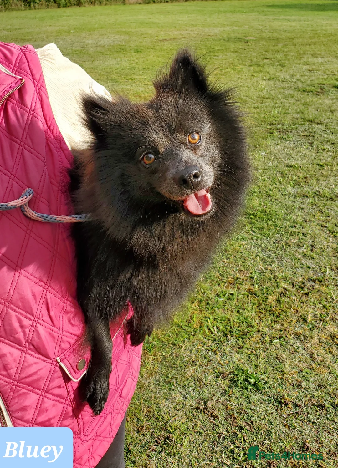 German Spitz dogs for sale: Beautiful Bluey Looking for Loving Home - Advert 6