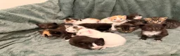 Mixed Breed cats for sale: 2 separate litters! 2 mamas 12 kittens. - Advert 7
