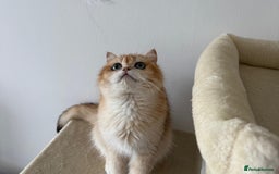 British Shorthair cats for sale: British shorthair TICA male kitten in Sheffield - Image 2