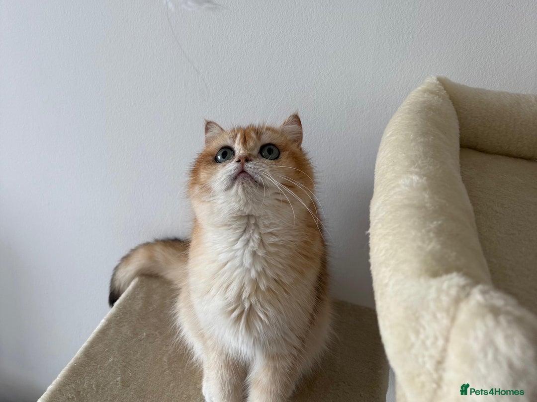 British Shorthair cats for sale: British shorthair TICA male kitten in Sheffield - Image 2