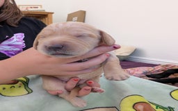 Springador dogs for sale: Beautiful Springador Puppies - Image 6