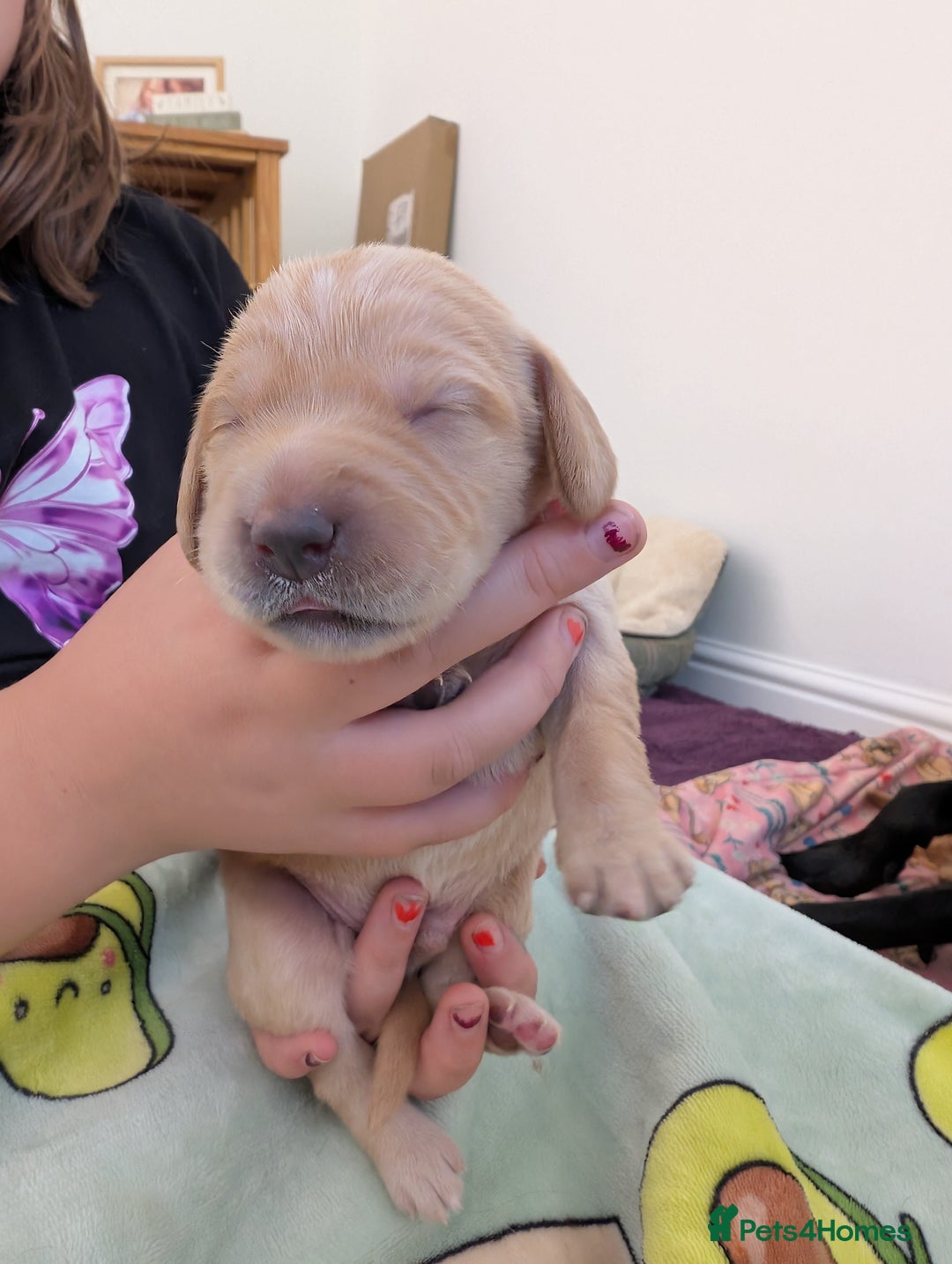 Springador dogs for sale: Beautiful Springador Puppies - Image 6