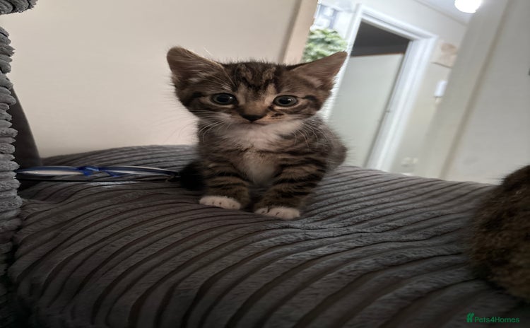 Mixed Breed cats - Advert 5