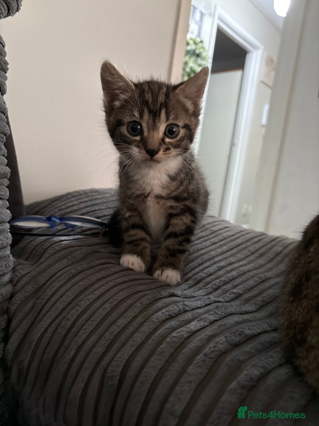 Mixed Breed cats for sale: Little socks  - Image 1