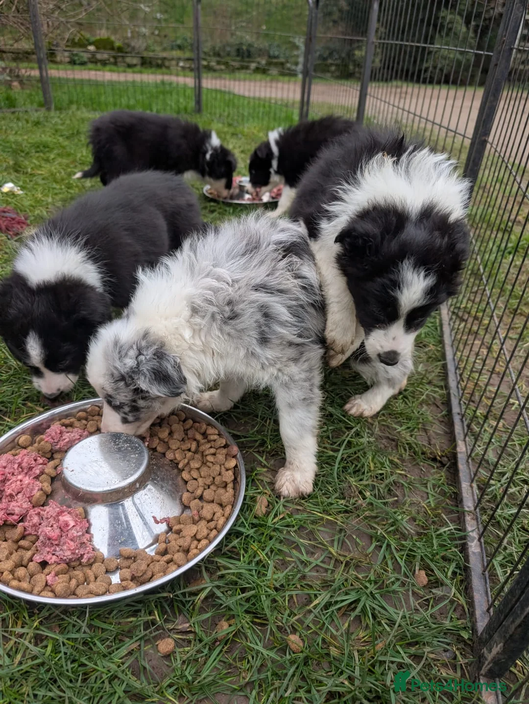 Border Collie dogs for sale: Border collie puppies merl and black/white - Advert 6