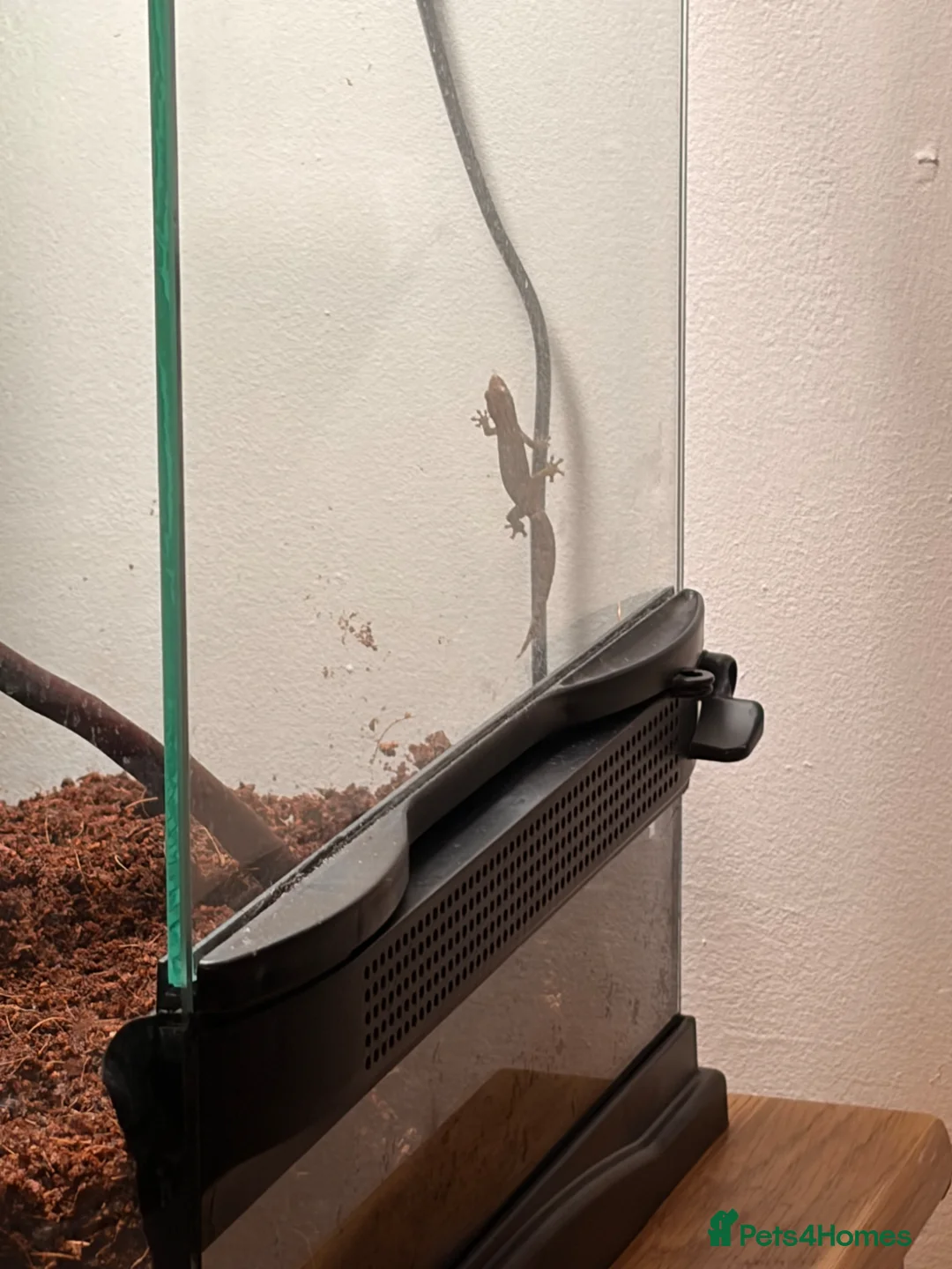 Gecko reptiles for sale: Two geckos in Rotherham - Advert 2