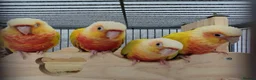 Conures birds for sale: Suncheek baby Handreared Conures - Advert 5
