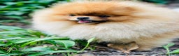 Pomeranian dogs for stud: Pomerian Stud dog Top Top Quality-teddy face boy in Deeside - Advert 4