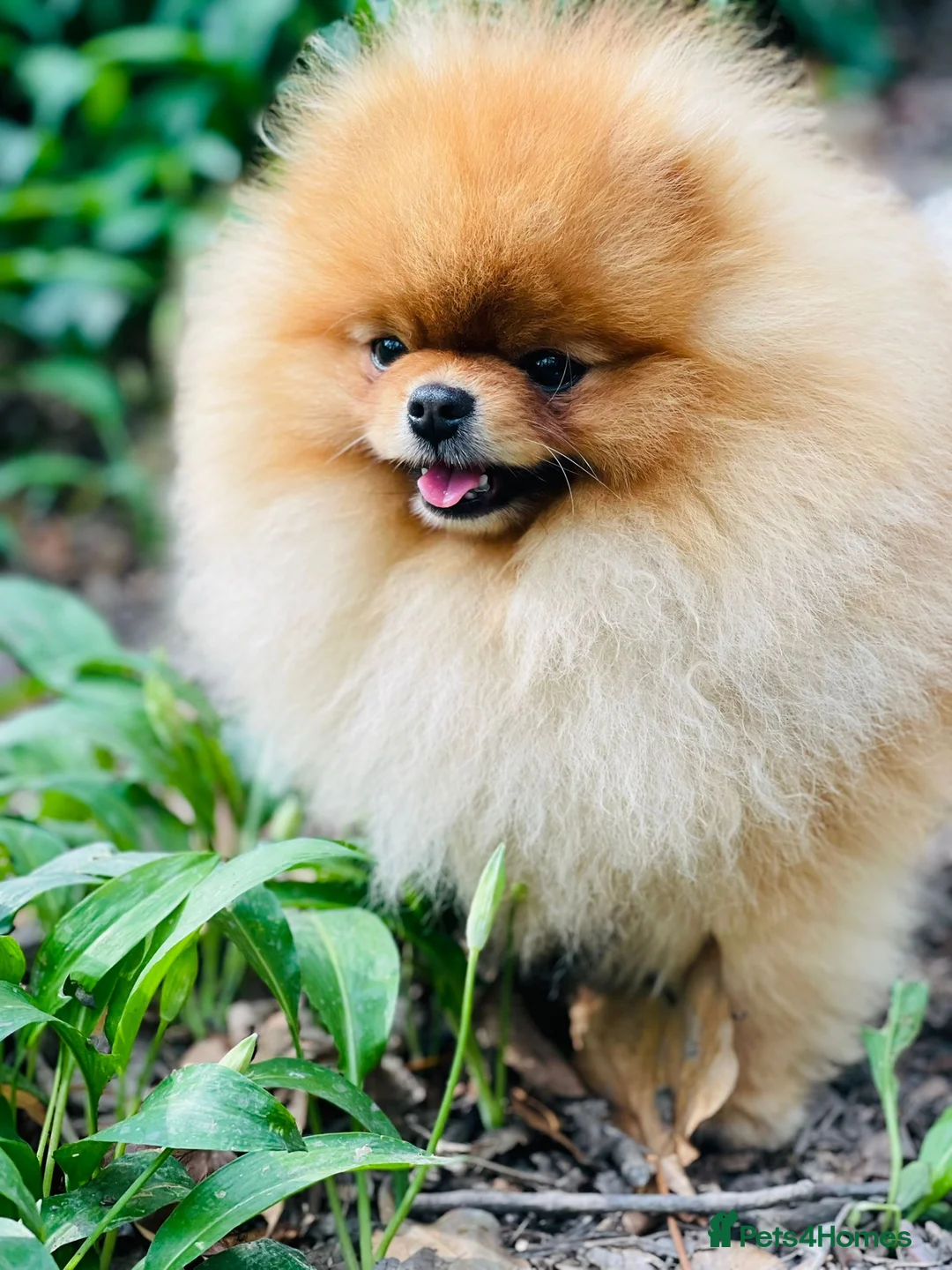Pomeranian dogs for stud: Pomerian Stud dog Top Top Quality-teddy face boy in Deeside - Advert 4